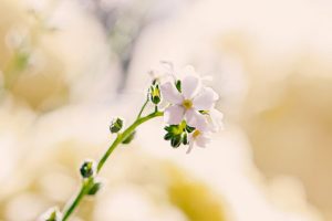 太平洋学生儿童短期意外险保什么？不保什么？-保点通