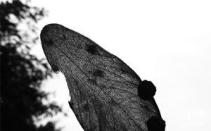 团体意外险老板必须知道的险种-保点通