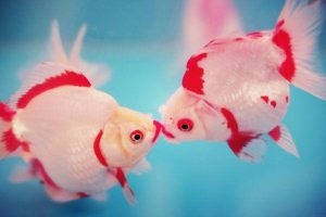 什么是集体意外险？集体意外险有哪些类型？-保点通