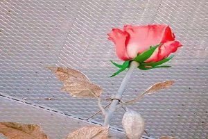 什么是个人综合意外险？个人综合意外险哪个好？-保点通