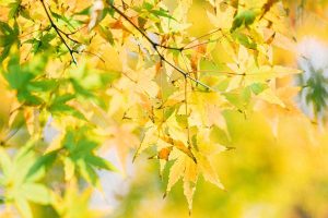 个人意外伤害险保额选多少合适？购买时要注意什么？-保点通