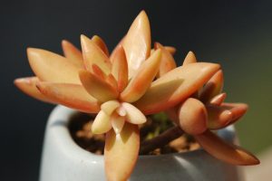 中国人寿保险电话是多少?索赔快吗?-保点通