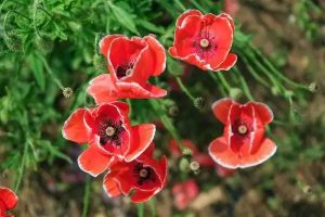 新车建议买什么保险？哪家公司的产品好？-保点通