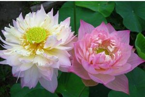 太平洋安享百万保险值得买吗？产品的优势是什么？-保点通