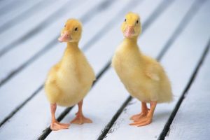 医疗保险和百万医疗保险有什么区别？怎样买百万医疗？-保点通