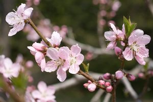 康悦百万医疗保险a款如何？保障内容包括哪些？-保点通