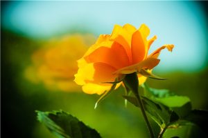 新版人人安康百万医疗险详解责任有哪些？值得买吗？-保点通