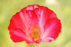 众安尊享e生2022版医疗险怎么样？续保需要重新过健康告知吗？-保点通