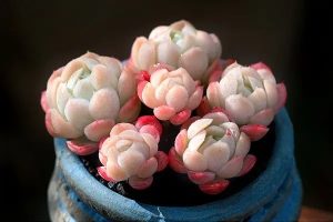 众康百万医疗险怎么样？有哪些优缺点？-保点通