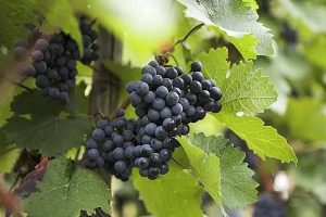 中国人保的百万医疗险怎么样？哪款性价比最高？-保点通