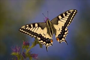 百万医疗险六十岁以上还能买吗？能买到哪些百万医疗险产品？-保点通