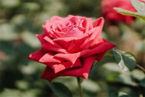 建议买百万医疗保险吗?一年要多少钱?-保点通