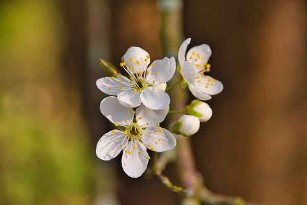 什么是百万医疗保险？孕妇可以买百万医疗保险吗？-保点通