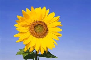 新华的百万医疗险哪款好？应该买多少保额？-保点通