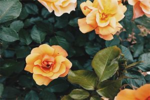 大病保险买什么样的保险好？一年要多少钱？-保点通