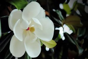 百万医疗险可以报销心脏病吗？怎么报销？-保点通