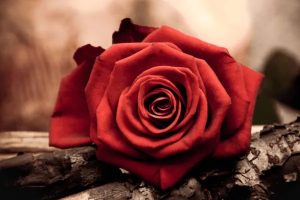 长安金甲百万医疗保险有什么优缺点？值不值得买？-保点通