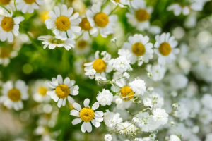 平安保险百万医疗保险价格是多少？如何购买百万医疗保险？-保点通