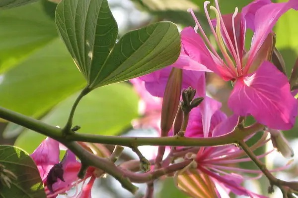 百万医疗险有必要买多份吗?怎么买比较好?插图 百万医疗险有必要买多份吗?怎么买比较好?插图