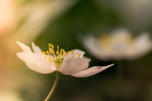 中国人寿如e康悦百万医疗a款有哪些优缺点？值不值得买？-保点通