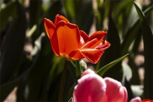 保证续保的百万医疗险产品有哪些?哪款性价比最高?-保点通