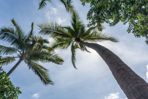 张国力推荐的众安医疗险产品有用吗？可以保哪些疾病？-保点通