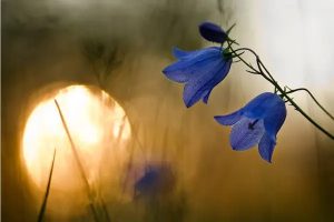 补充医疗保险一年要交多少钱？怎么购买？​-保点通