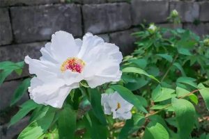 百万医疗保险怎么买最好？要花多少钱一年？-保点通