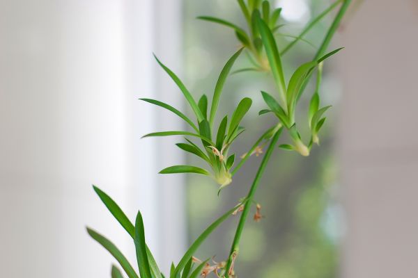 康悦百万医疗a保险有必要购买吗？有什么优缺点？-保点通