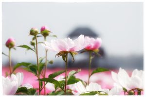 众安百万医疗保险缴费价目表是什么？有什么好处？-保点通