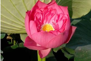 平安保险百万医疗保险e生保提供哪些保障？值得买吗？-保点通