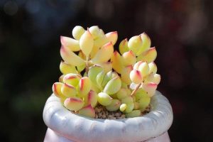 众安保险百万医疗保险怎么样？值得购买吗？-保点通