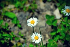 哪家保险公司百万医疗保险比较好？哪个更有优势？-保点通