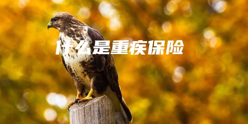 什么是重疾保险-保点通