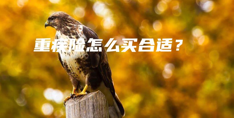 重疾险怎么买合适？-保点通