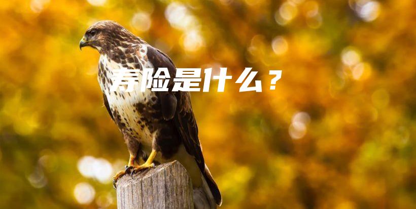 寿险是什么？-保点通