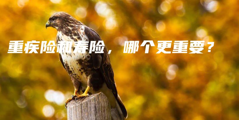 重疾险和寿险，哪个更重要？-保点通
