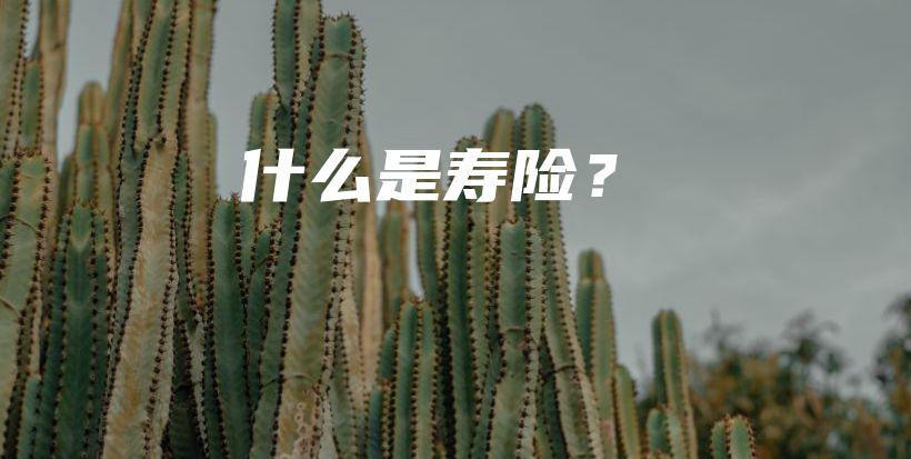 什么是寿险？-保点通